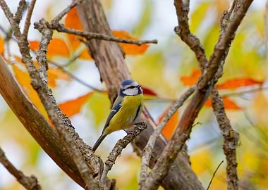 Eurasian Blue Tit on Branch amongst autumn leaves