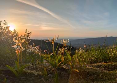 Sunset over mountain meadow with flowers