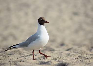 Seagull walking on the beach