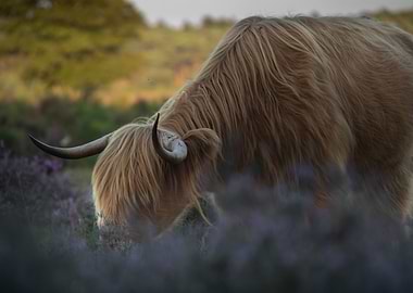 Highland Cow Grazing in Heather Field