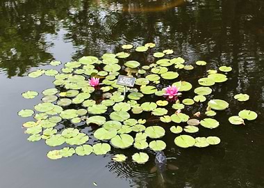 Lily Pond