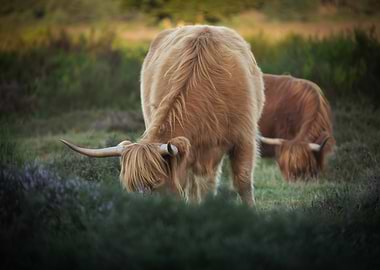 Highland Cows Grazing in Field