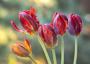 Red and Yellow Tulip Bouquet