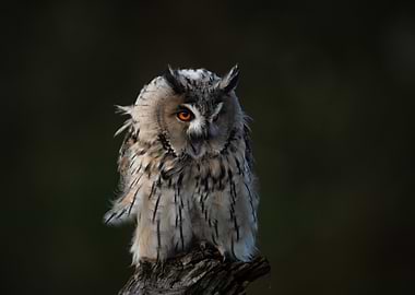 Long-eared Owl Portrait