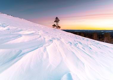 Snowy Hill with Tree at Sunset
