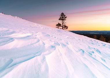 Snowy Hill with Tree at Sunset
