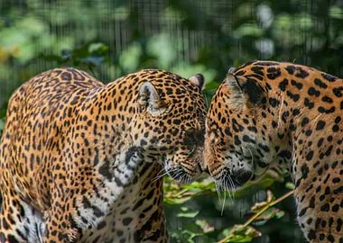 Two Jaguars Close Up