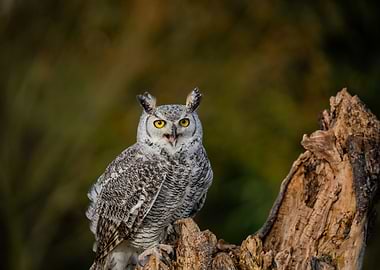 Great Horned Owl on Tree Stump