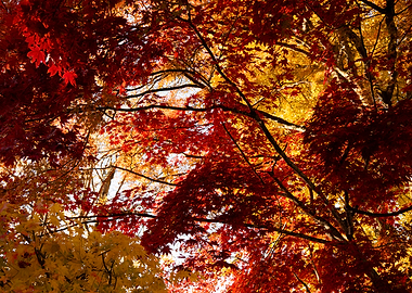 Autumn Canopy: Red and Gold Leaves