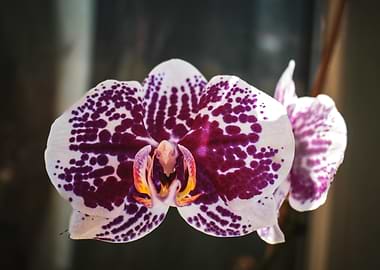 Purple Spotted Orchid Blossom Close-Up