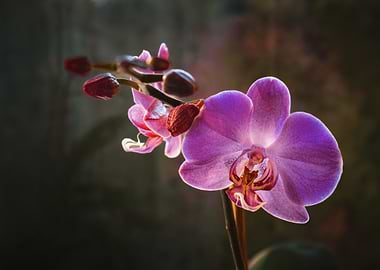 Purple Orchid Blossom Close-Up