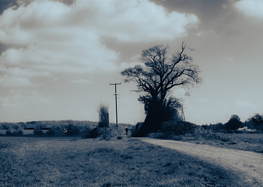 Countryside Landscape with a Tree