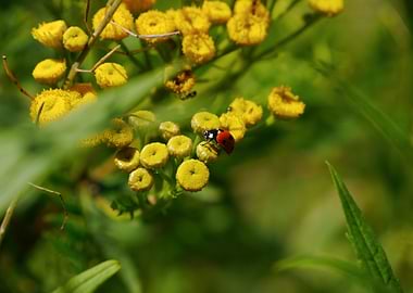 Ladybug on Yellow Flowers