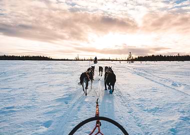 Dog sledding in snowy landscape