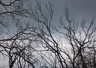 Bare Trees Against Overcast Sky