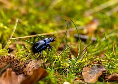Dung Beetle on Mossy Ground