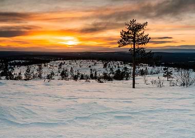 Winter landscape with sunset and trees