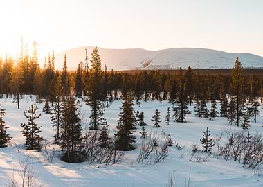 Winter Forest Landscape with Snowy Mountains