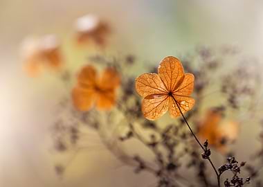 Dried Hydrangea Flower Close-Up