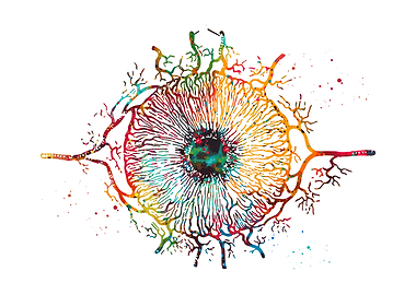 Colorful Watercolor Eye Anatomy Art