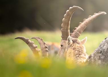 Alpine Ibex in a Meadow