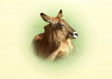 Resting Waterbuck Portrait