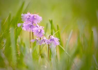 Delicate Purple Flowers in Green Grass