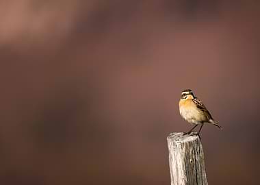 Whinchat perched on a wooden post