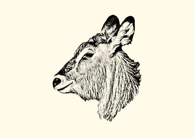 Waterbuck Head Sketch