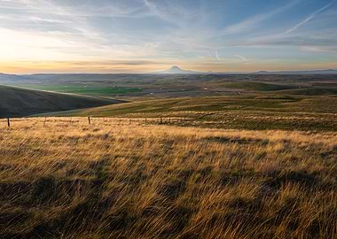 Golden field landscape at sunset