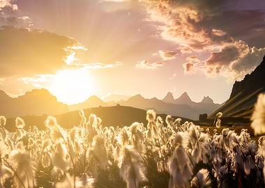 Golden Sunset Over Mountain Meadow