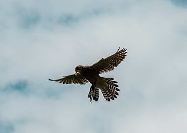 Faucon crécerelle en vol