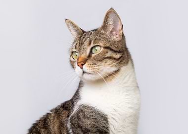 Tabby Cat Portrait