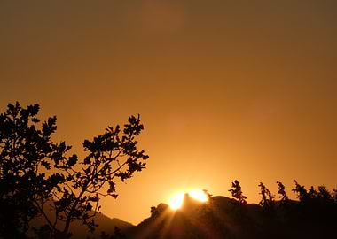 Photography of Golden Sunset with Silhouetted Trees