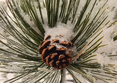Snowy Pinecone