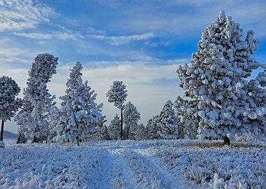 Snow-covered trees