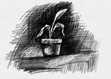 Potted Plant Pencil Sketch