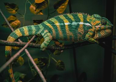 Green and Yellow Chameleon on Branch
