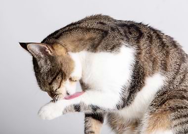 Cat grooming itself