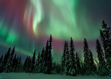Aurora Borealis over Snowy Forest