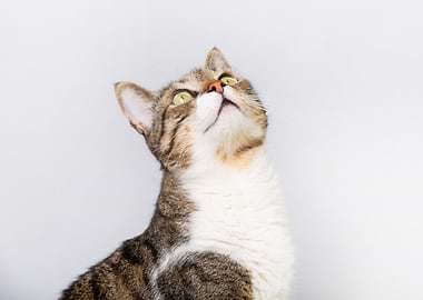 Cat Looking Upward