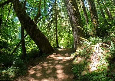 Forest Path