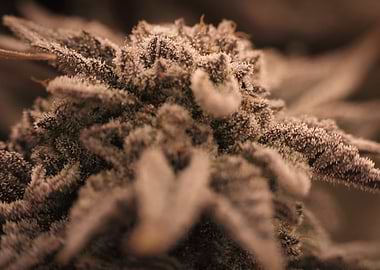 Close-up Cannabis Bud Weed 420