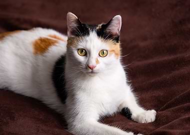 Calico Cat Portrait on Brown Blanket