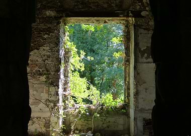 Overgrown Window to Nature
