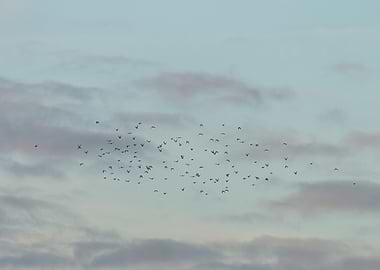 Flock of Birds in Cloudy Sky
