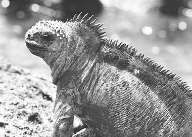 Marine Iguana Portait