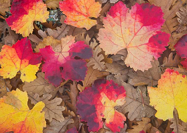 Autumn Leaves on Forest Floor