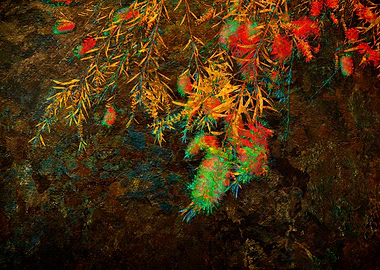 Bottle Brush Tree #4: A Vibrant Branch with Bright Green and Red Flowers against a Dark Textured Background