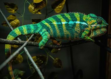Striped Chameleon on Branch